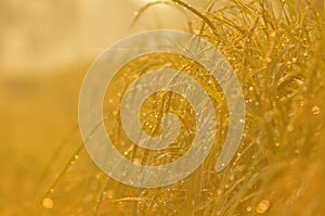 Dew on the ear of paddy and leaves of rice with Sunrise in the m