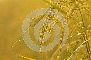 Dew on the ear of paddy and leaves of rice with Sunrise in the m