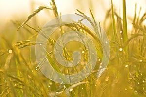 Dew on the ear of paddy and leaves of rice with Sunrise in the m