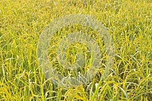 Dew on the ear of paddy and leaves of rice with Sunrise in the m