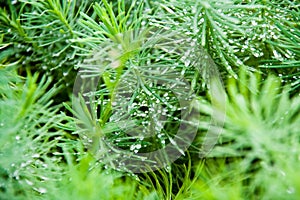 dew on evergreen macro