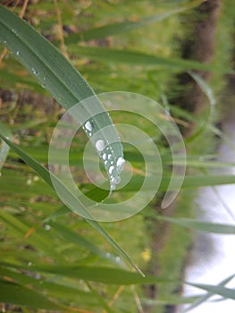 Dew fell in grass .Dew is smiling finer than any wedding dress, spontaneously following the curvature of the earth.