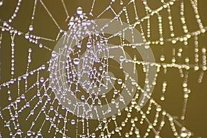 Dew filled spiders web