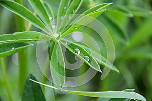 Dew on the flower leaf