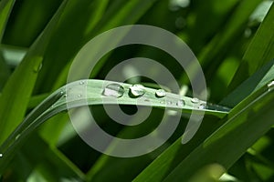 Dew on Grass