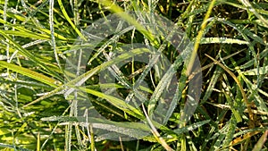 Dew on grass