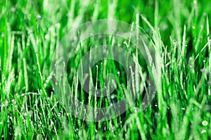 Dew on the grass. Beautiful natural spring blurred background. Morning in the grass.