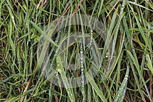 Dew on grass, close up