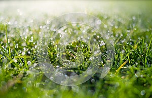 Dew on the grass at dawn. Bright sunshine and.fresh plants. Image for background and wallpaper.