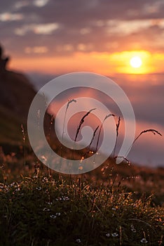 Drops of dew on the grass glows at sunset