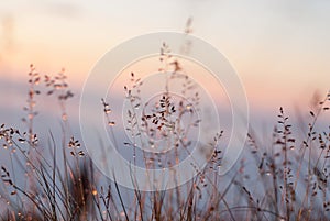 Dew on the grass glows at sunset