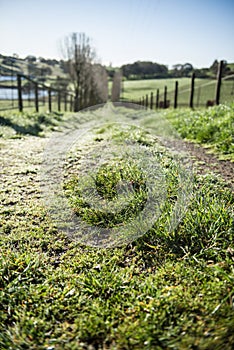 Dew on the grass on a laneway on a farm photo