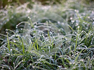 Dew on Grass in the morning