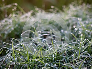 Dew on Grass in the morning