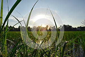 Dew on grass with morning sun