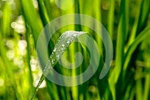 Dew on the grass in the morning sun.