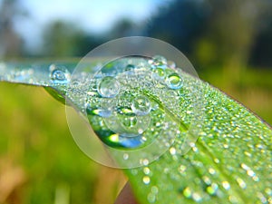 Dew on The Grass, Morning