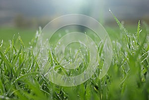 Dew on grass on a sunny Spring morning