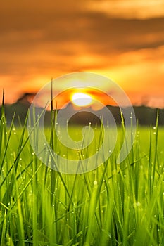 Dew grass sunset