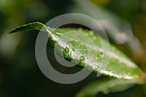 Dew on the grass. water drops on green leaf