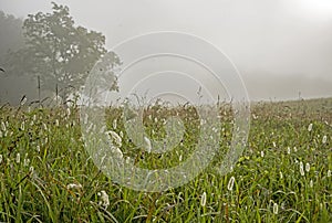 Dew on grasses in a field in Cades Cove.