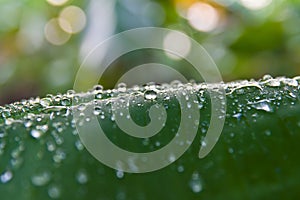 Dew on a green banana leaf