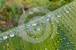 Dew on a green banana leaf