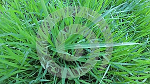 Dew on green grass. Close up