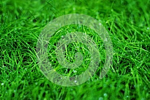 Dew on green grass close-up macro