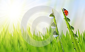 Dew on green grass and ladybird