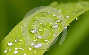 Dew on Green Leaf