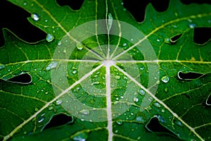 Dew and Green leaves background. Green leaves color dark tone after raining in the morning.Tropical Plant ,