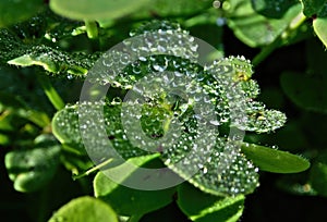 The dew on the green plant clover, drops on the plant