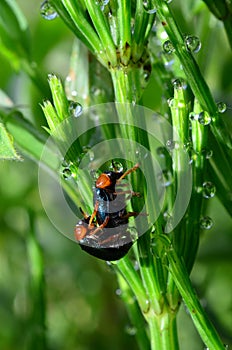 Dew, Horsetail and bugs