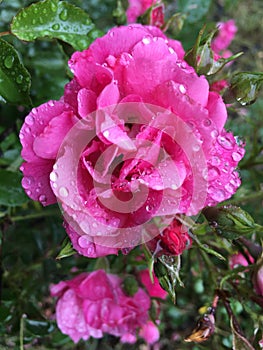 Dew-kissed Pink Rose on green background