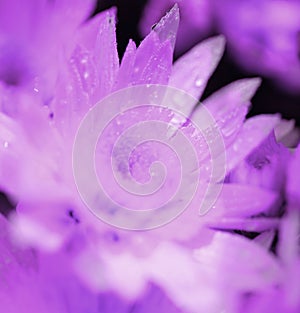 Dew-Kissed Purple Chrysanthemums in Bloom