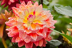 Dew-Kissed radiance: A vibrant Dahlia in bloom