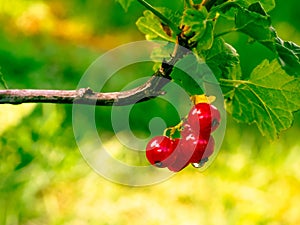 Dew-kissed red berries dangle from a tree branch surrounded by vibrant leaves, highlighting the beauty photo