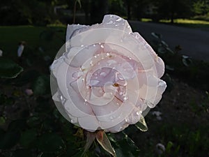 Dew Kissed Rose