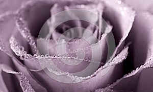 Dew-kissed rose photo