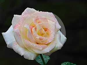 Dew Kissed Rose