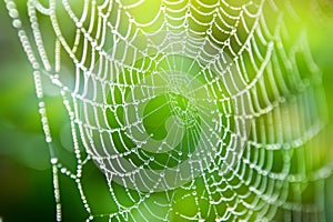 Dew-Kissed Spider Web Shimmering in Soft Morning Light