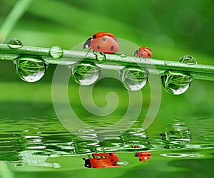 Dew and ladybird photo