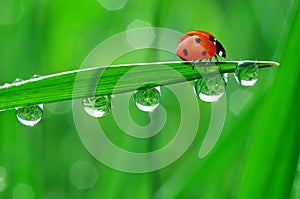 Dew and ladybird