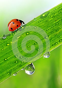 Dew and ladybird