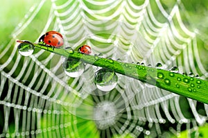 Dew and ladybird photo