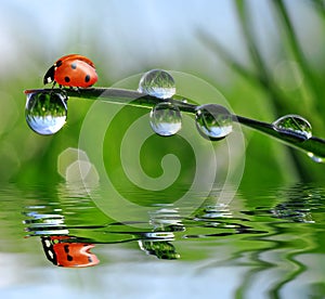 Dew and ladybird