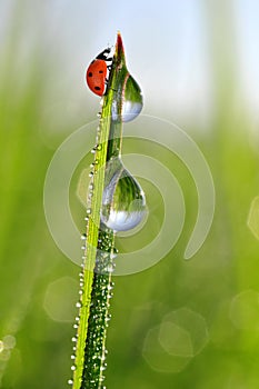Dew and ladybird