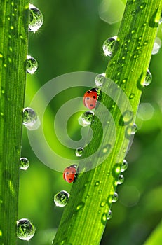 Dew and ladybugs