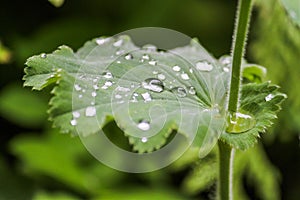 Dew on Leaf